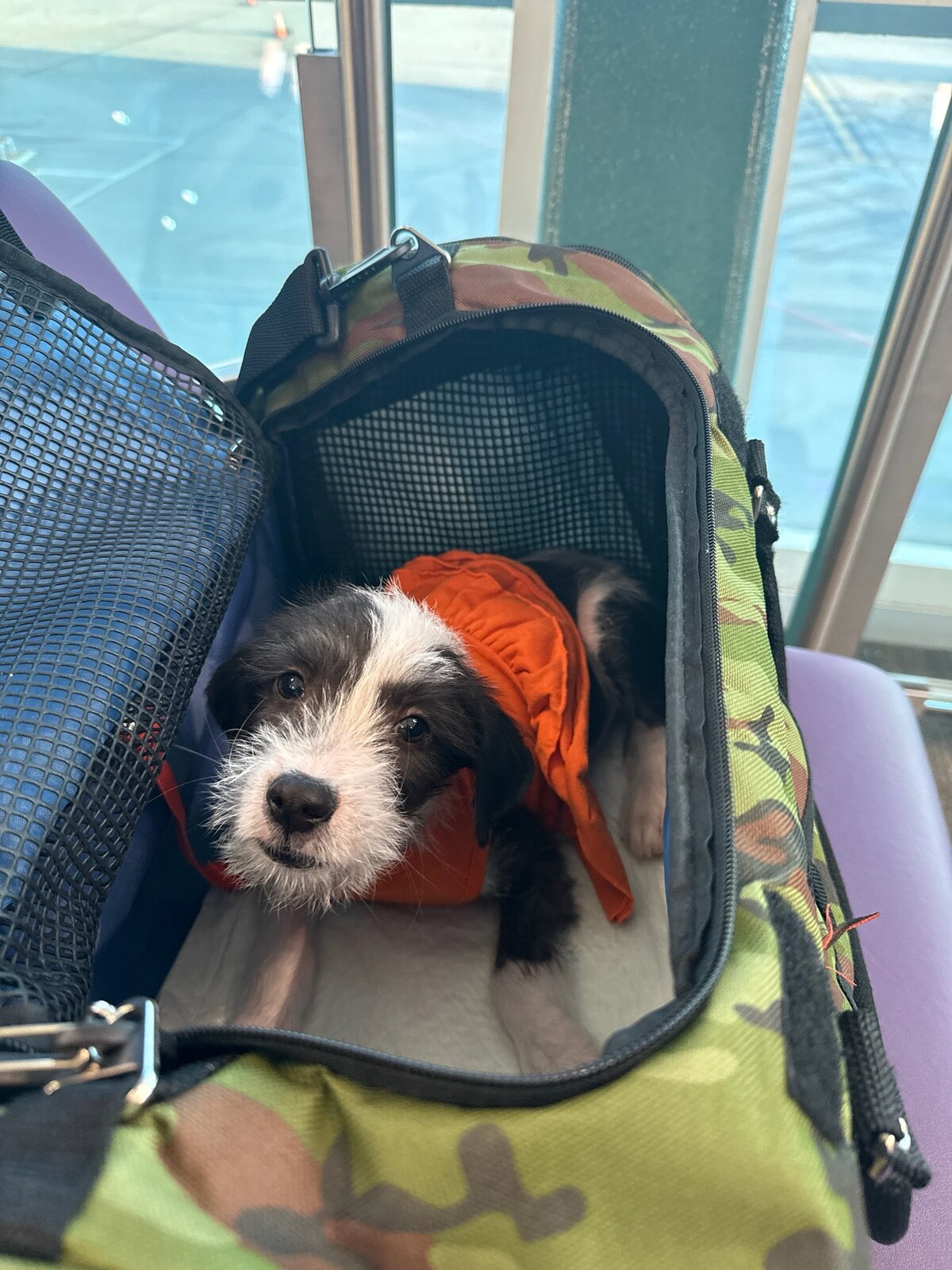 A puppy traveling in an airline carrier at an airport