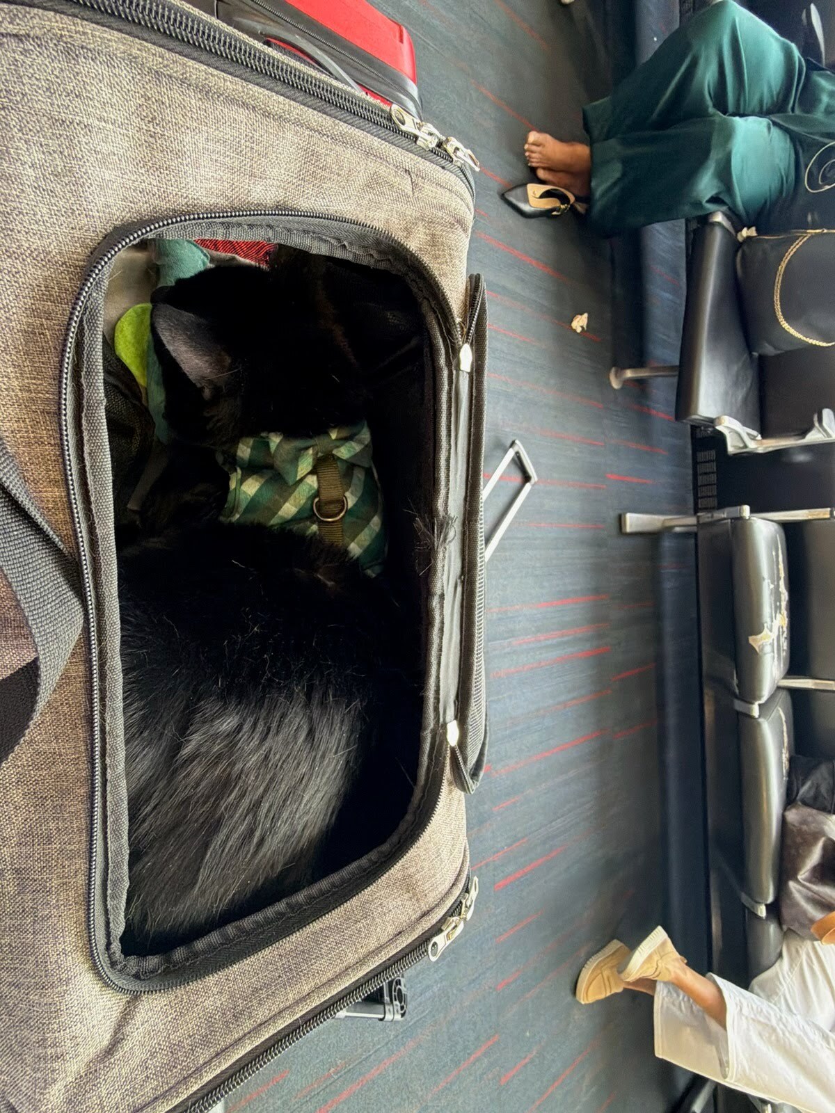 A cat secured in an airline carrier during a flight
