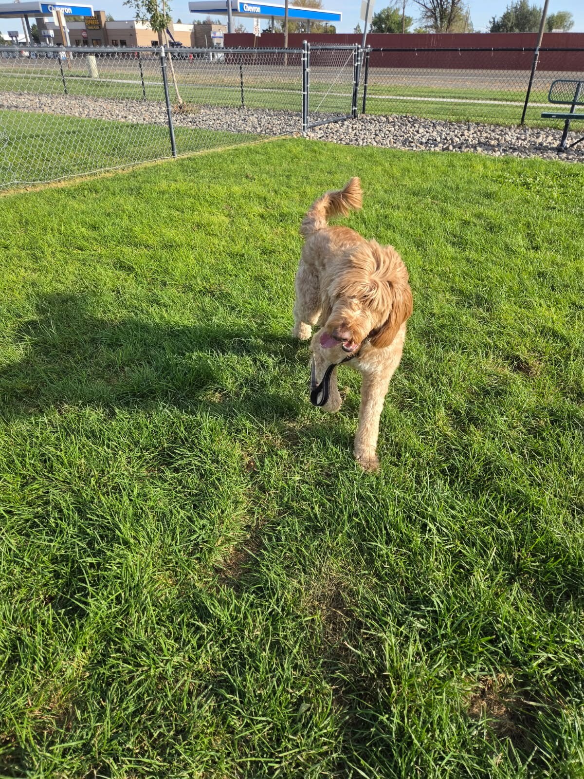 A dog stretching in a fenced dog park during ground travel