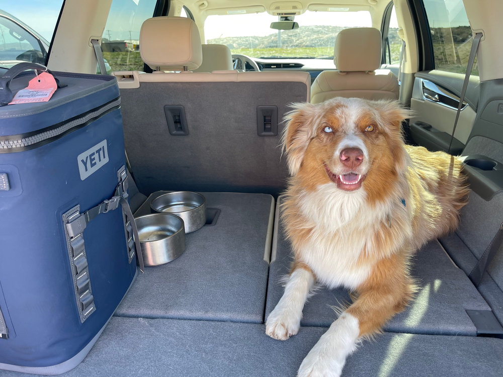 A dog and secure travel crate inside a ground transport vehicle