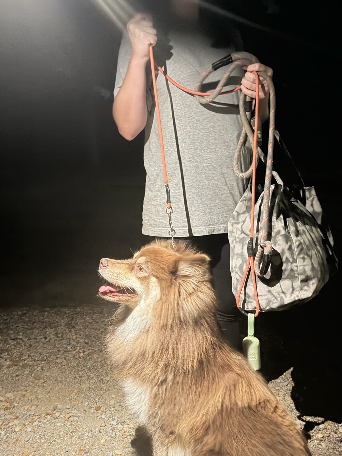 A dog with its transporter during an evening wellness check