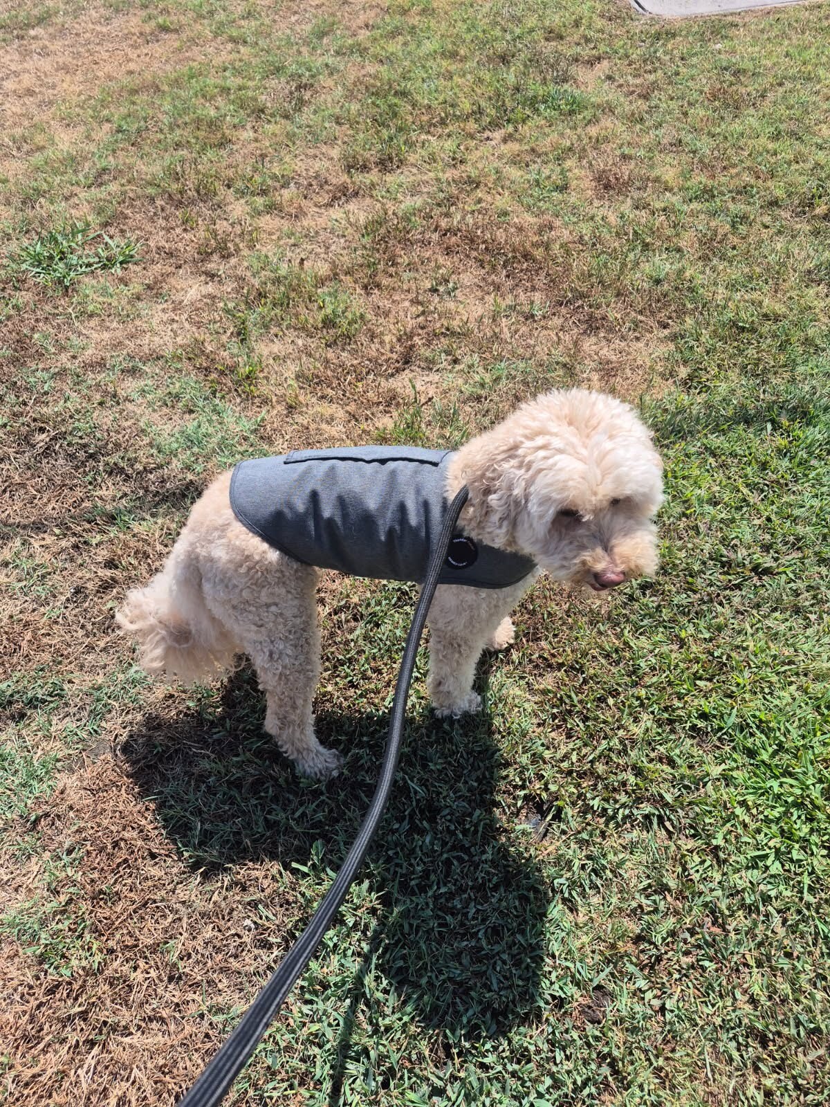 A dog enjoying a supervised outdoor wellness break