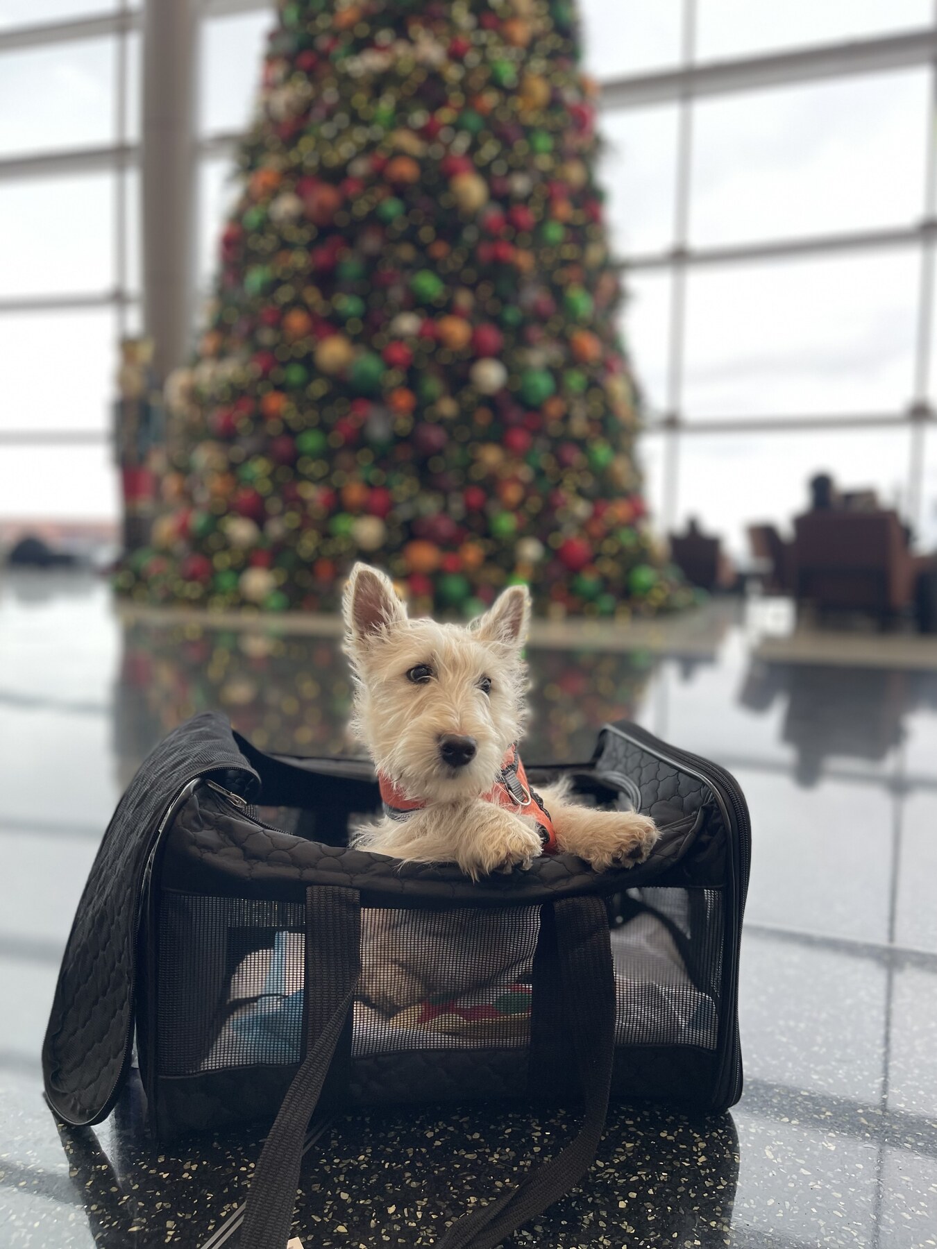 Two small dogs in an airline carrier at an airport
