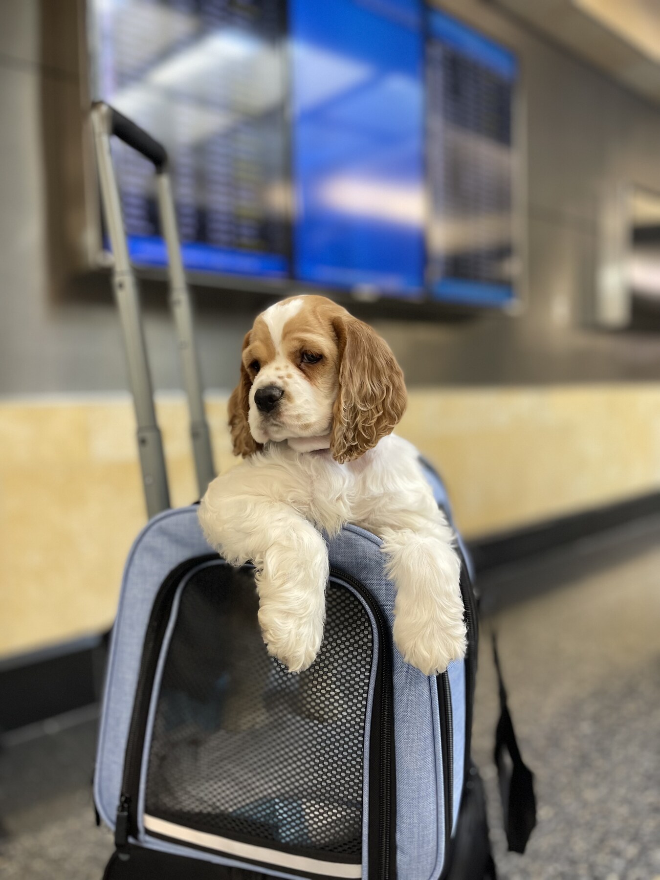 A puppy looking out from a soft-sided airline carrier