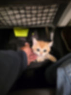 Kitten resting in a soft-sided carrier placed under the airplane seat in front of a flight nanny during in-cabin travel.