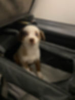 Smiling puppy in a soft-sided travel carrier on an airplane, flying without owner
