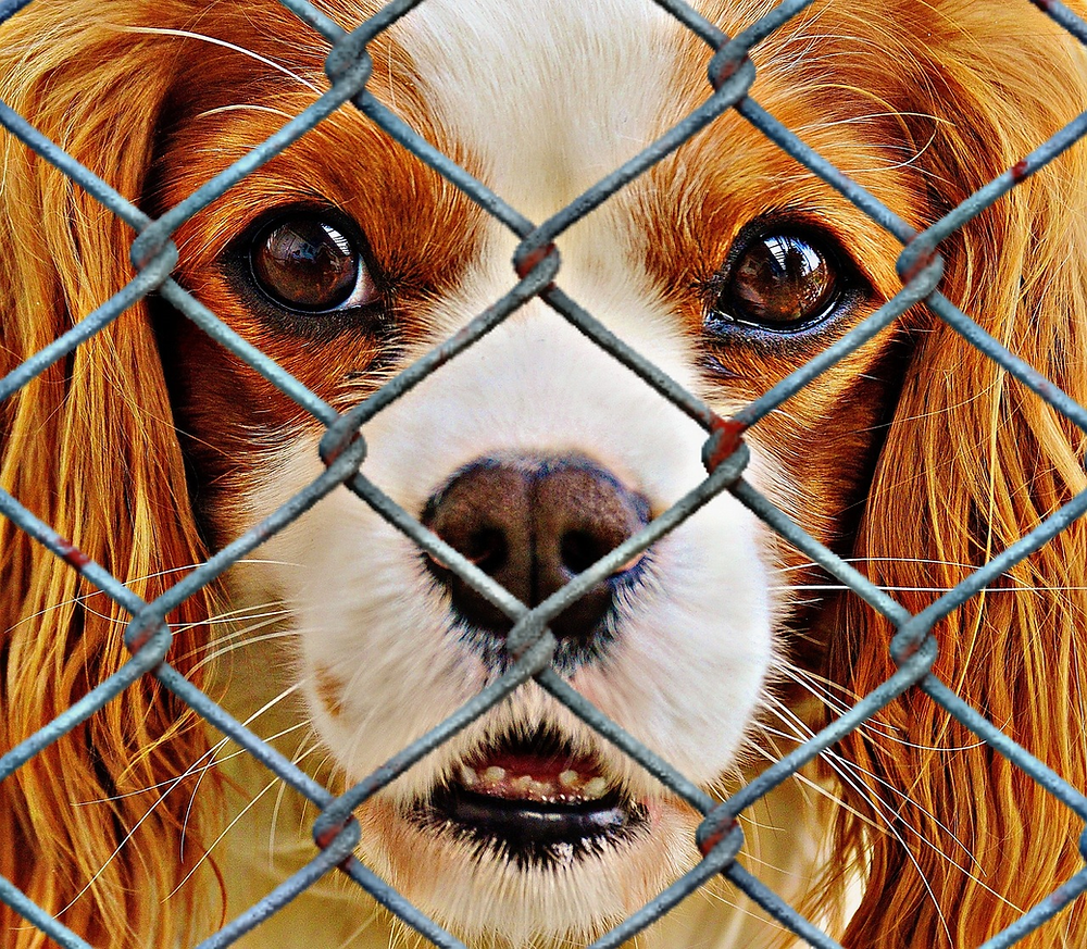 Spotlight on Local Animal Rescues Transforming Animal Welfare