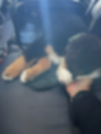 puppy sleeping inside a soft-sided carrier during an airport layover – Do pets stay with their flight nanny during layovers?