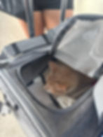 Cat resting inside a soft-sided carrier placed on top of a rolling carry-on suitcase at the airport.