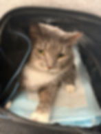 Can pets fly on connecting flights? A calm cat sitting inside a soft-sided travel carrier during an airport layover.