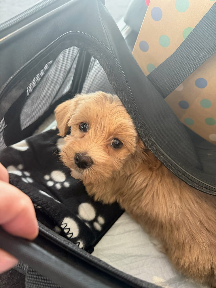 Can I Hold My Dog’s Carrier on My Lap?