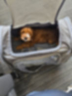 Puppy in a soft-sided travel carrier at an airport terminal, stretched out and looking at the camera- calm and comfortable while traveling.