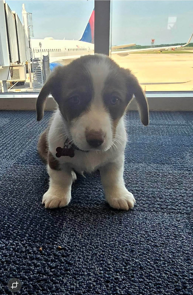 How Do Pet Transporters Communicate?