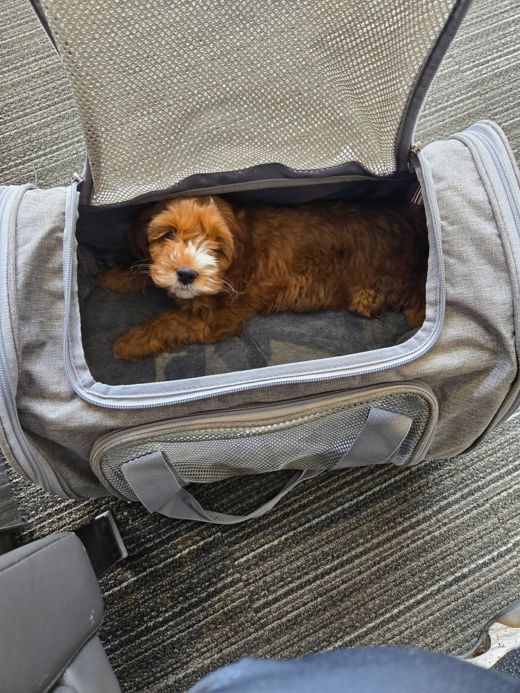 How Do Flight Nannies Keep Pets Calm During Travel?