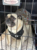 Pug wearing a safety vest resting comfortably in a well-ventilated travel crate during ground transport.