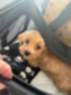 Puppy inside a soft-sided airline-approved pet carrier at the airport before boarding a flight.