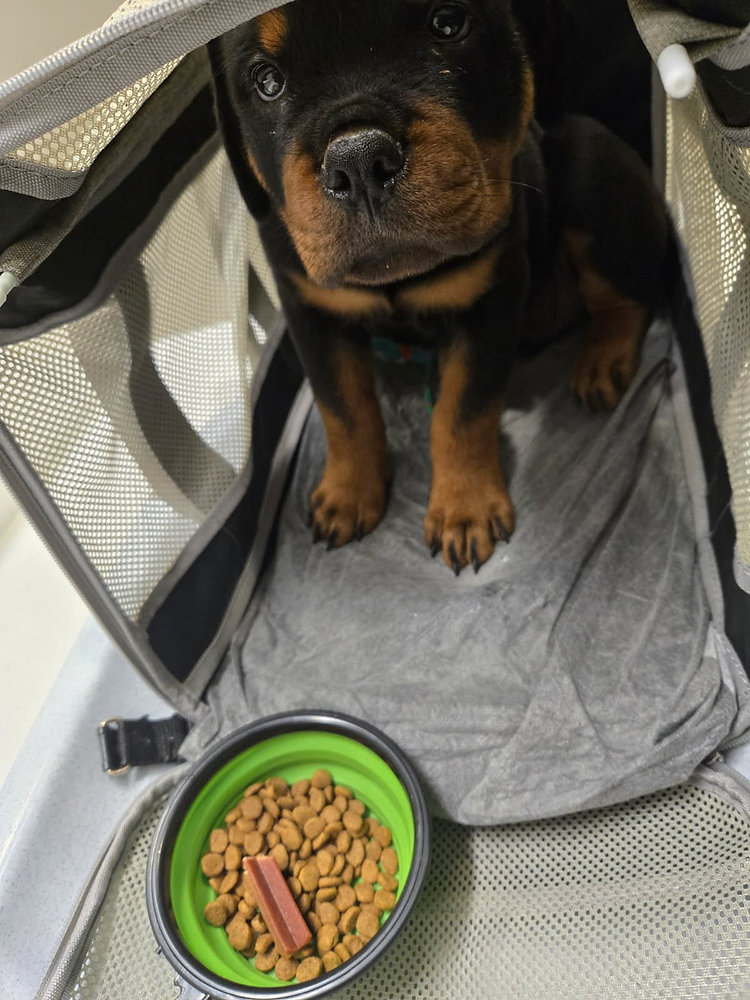 Will My Pet Be Scared During the Flight?