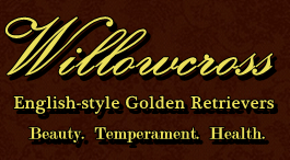 Pet Commute Transportation for Willowcross Goldens English Style Golden Retrievers