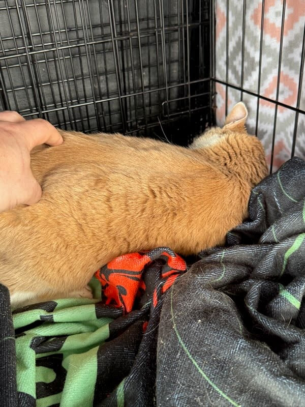 Can Pets Have a Blanket in their Carrier During Ground Transport?