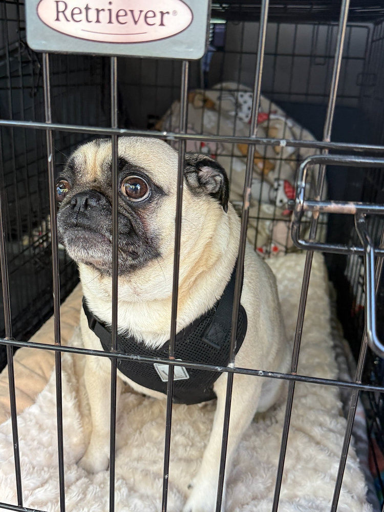 How to Safely Transport Brachycephalic Dogs: Ground and Air Travel Solutions