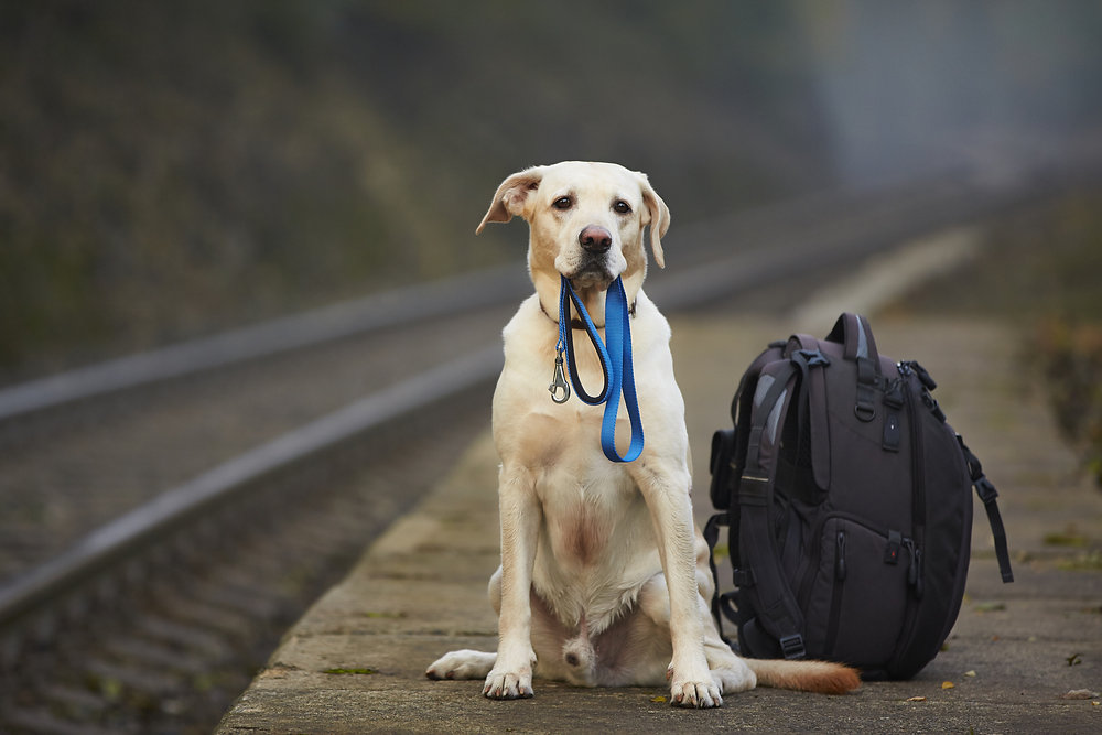 The Most Pet-Friendly Cities to Move to in 2025