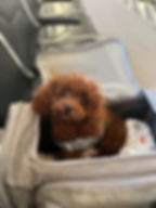 Pet in soft-sided carrier before flight after feeding at recommended time