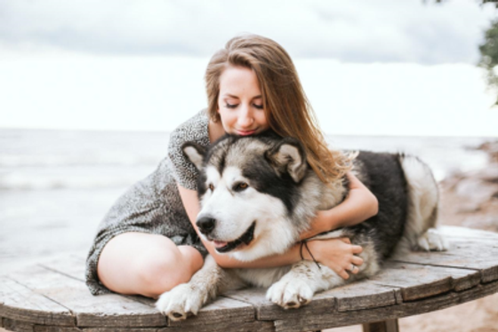 Assisted "Checked Pet" Pet Transportation in the Baggage Compartment