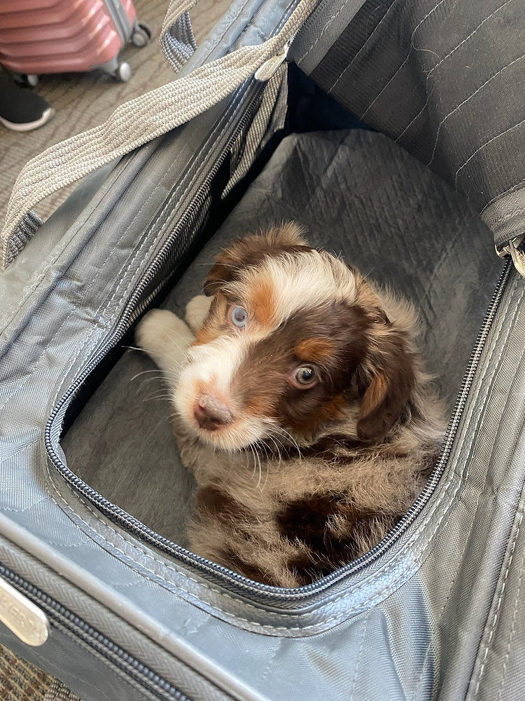 What if my Pet Gets Carsick During Long-Distance Ground Transport?