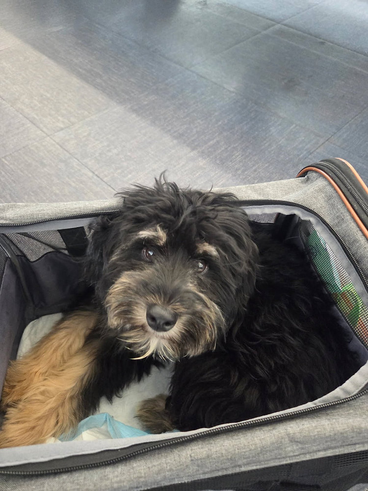 How Early Should I Arrive at the Airport With My Pet?