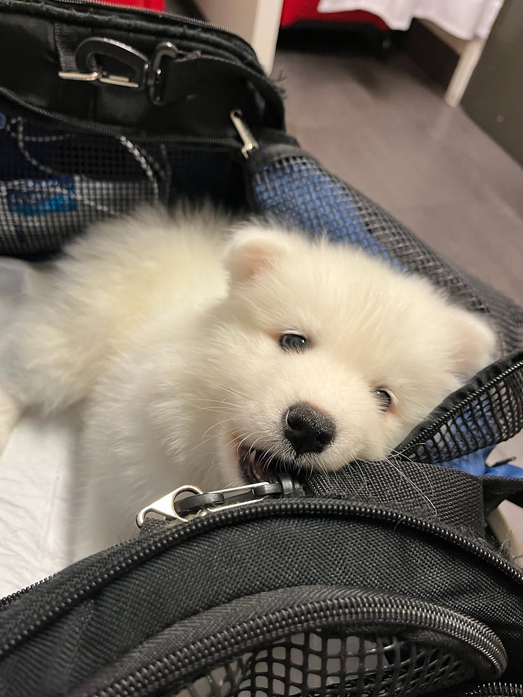 What Happens if a Pet Throws Up in its Carrier Mid-Flight?