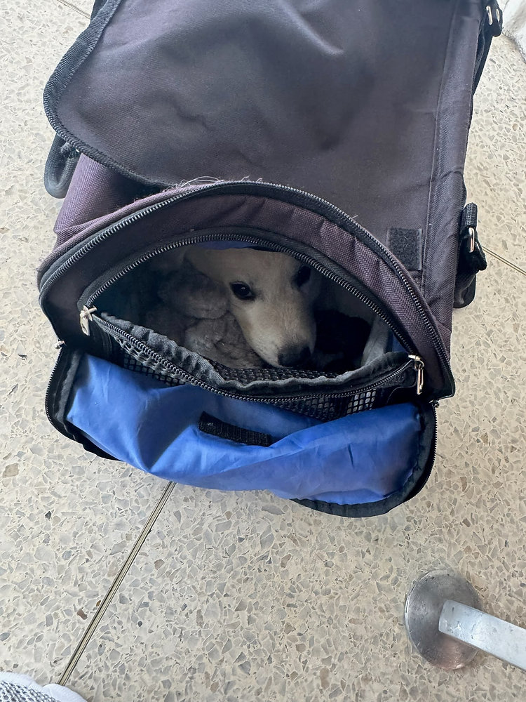 Do Flight Nannies Keep Pets in Their Carrier the Whole Flight?