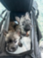 Two puppies inside an airline carrier looking up at the camera while sitting on the floor of an airport terminal.