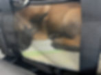 Puppy in a soft travel carrier lined with potty pads during a flight