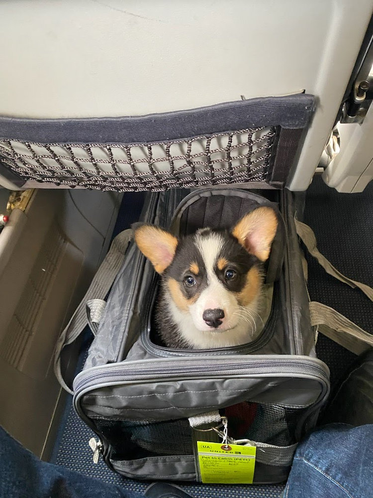 Can Pets Travel on Budget Airlines? A Breakdown of Spirit, Frontier, and Allegiant Policies