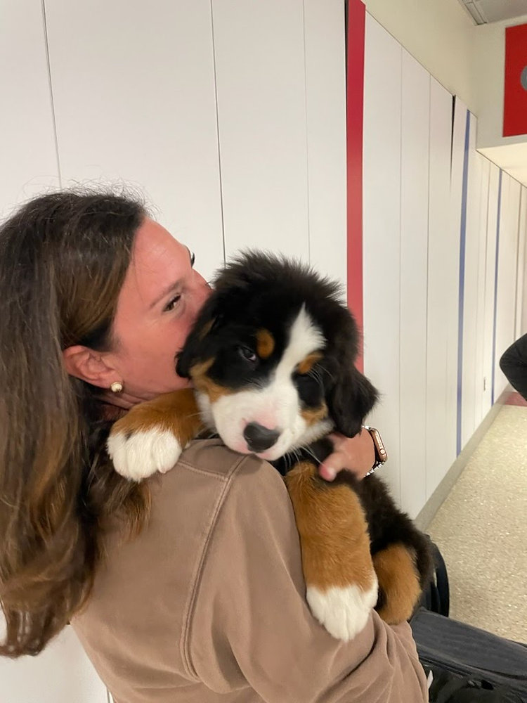 How do I prepare my pet for transportation?