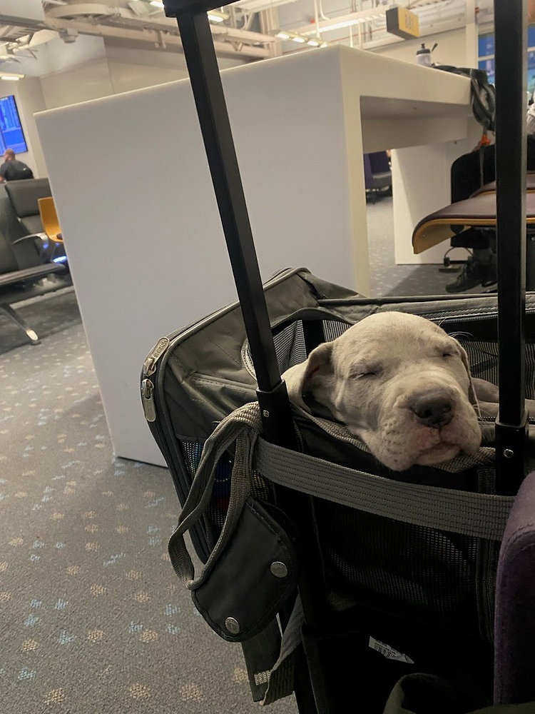 How Do I Know if My Pet Fits in the Carrier?