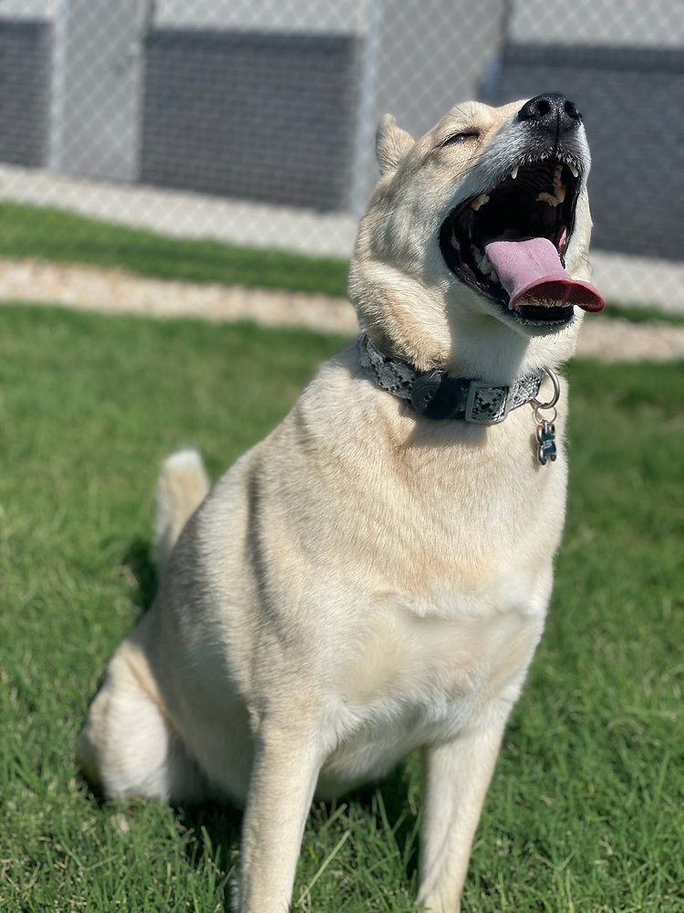 Do Pets Need Breaks During Long Car Transport?