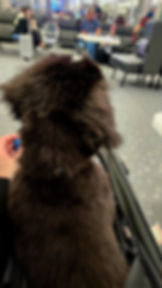 Small dog in carrier after cleanup, calm and safe after pet accident on plane