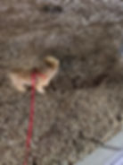 Dog walking during a break on ground pet transport between states