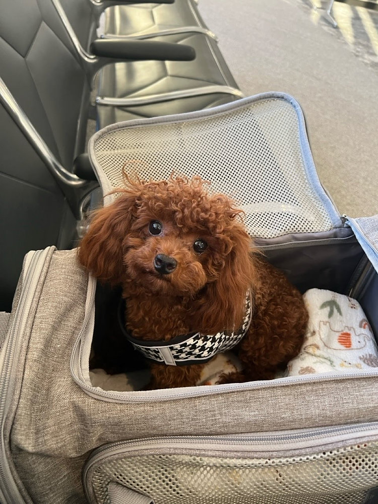 What Time Should I Feed My Pet Before a Flight?