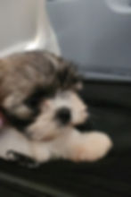 Puppy in a soft-sided carrier at the airport, showing how to prepare a puppy for their first flight.