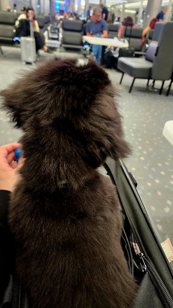 What Happens If My Pet Has an Accident on the Plane?