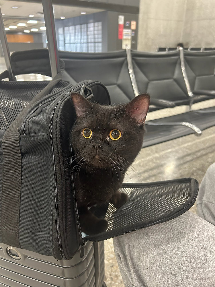 How to Transport a Pet During a Job Relocation (Without the Stress)