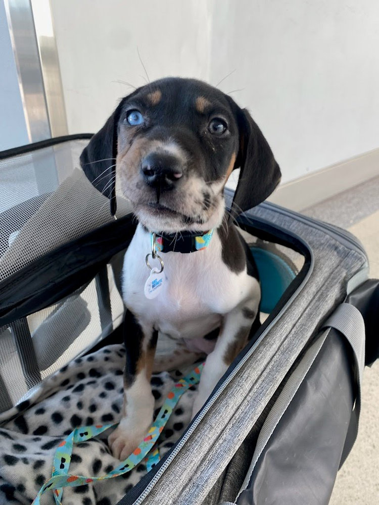 How Early Should I Arrive at the Airport When Transporting My Pet?
