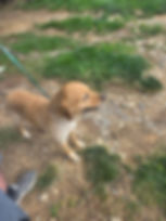 Smiling dog on leash during a ground transport break, part of transporting a pet without meeting in person