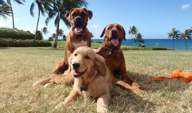 Can I transport my pet to Hawaii ?
