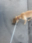 Dog drinking water outside on a hot day during summer ground transport