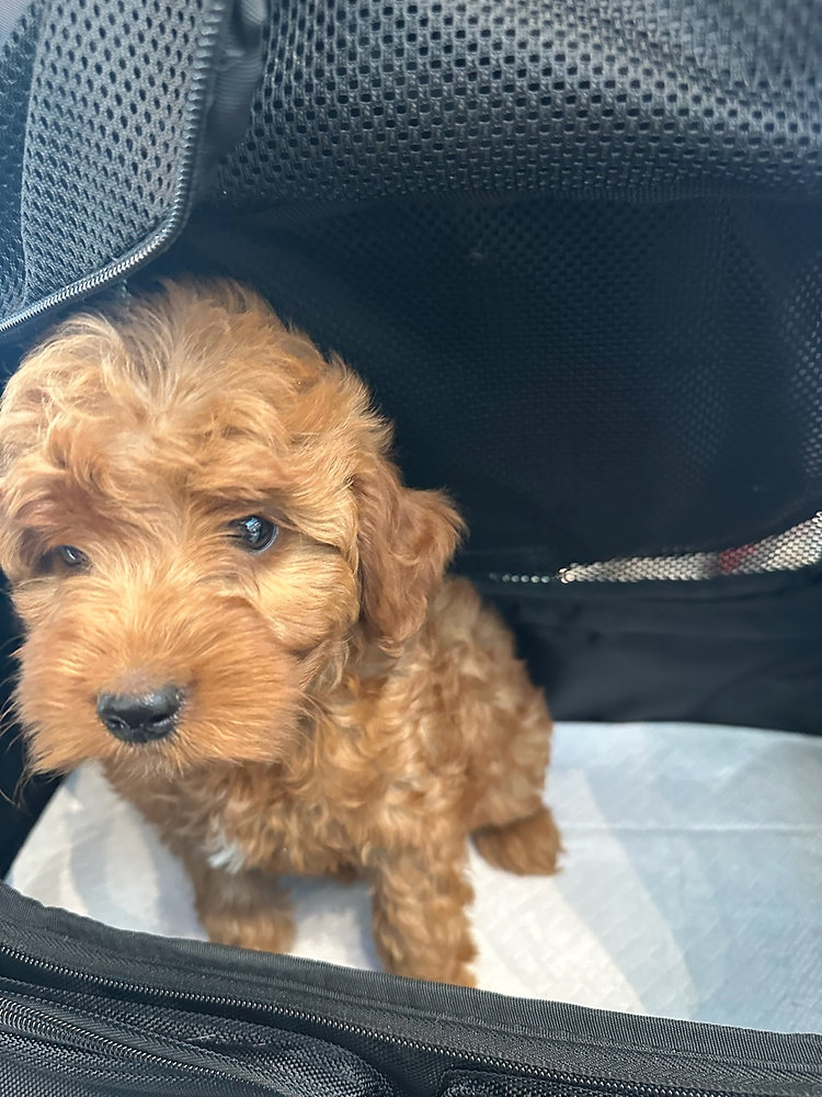 Do Flight Nannies Handle TSA Screening Differently for Cats and Dogs?