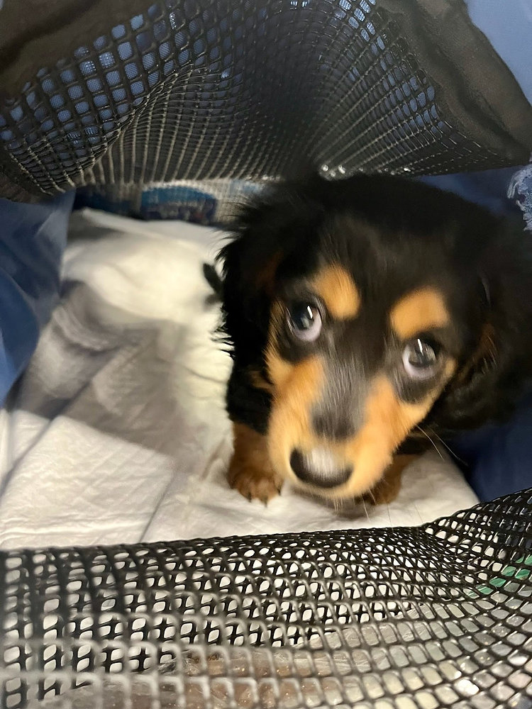 Can Pets Look Out of their Carrier During Travel?