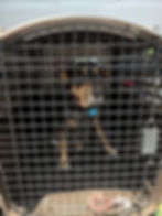Dog resting inside a secure travel crate during professional ground transport to their new home.